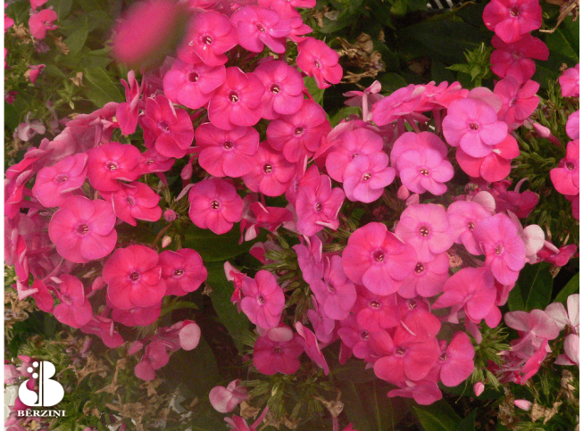 Phlox paniculata   'Bambini Sweet Tart'